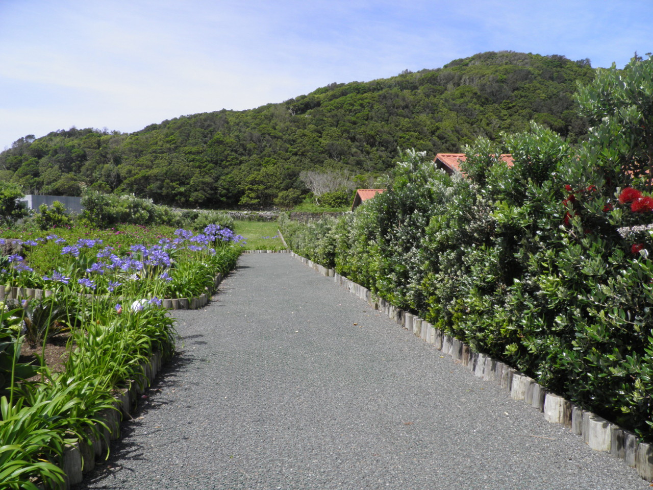 Flores - Sítio da Assumada (4).JPG