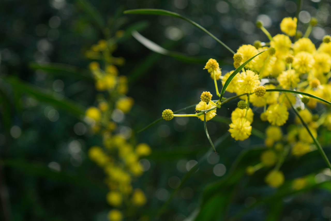 Uma acácia a florir, em Monsanto