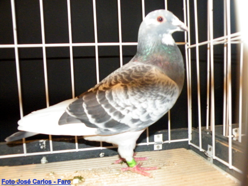 Feira Ibérica Beja 2018 040.JPG Feira Ibérica Beja 2018 040.JPG