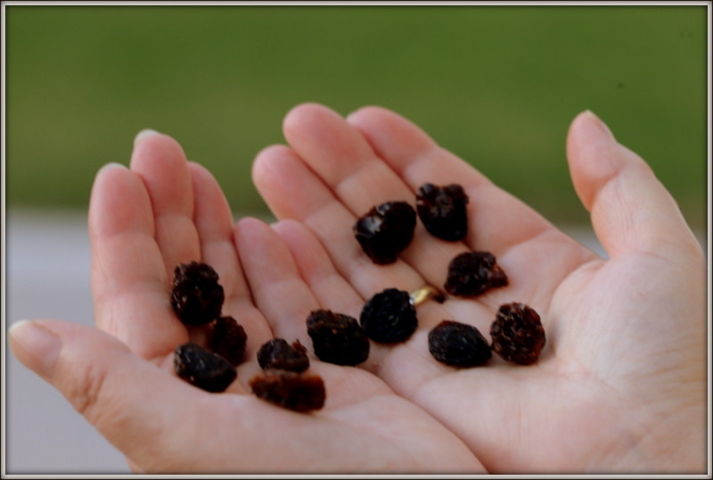 Resolvi vender uvas passas nas ruas, Será que deu lucro? 