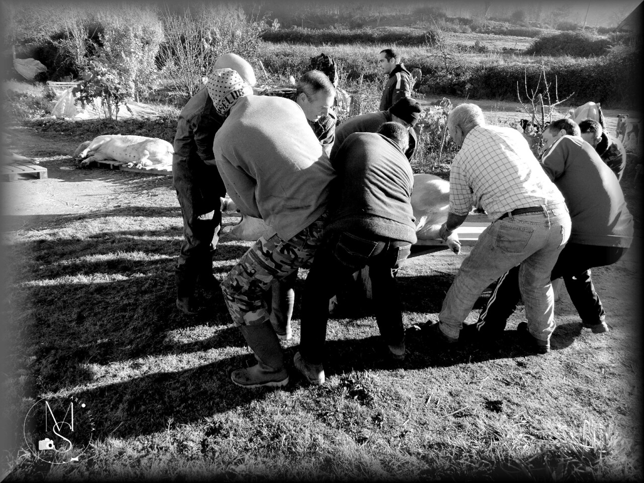 21Jan DSC03222_ms.JPG