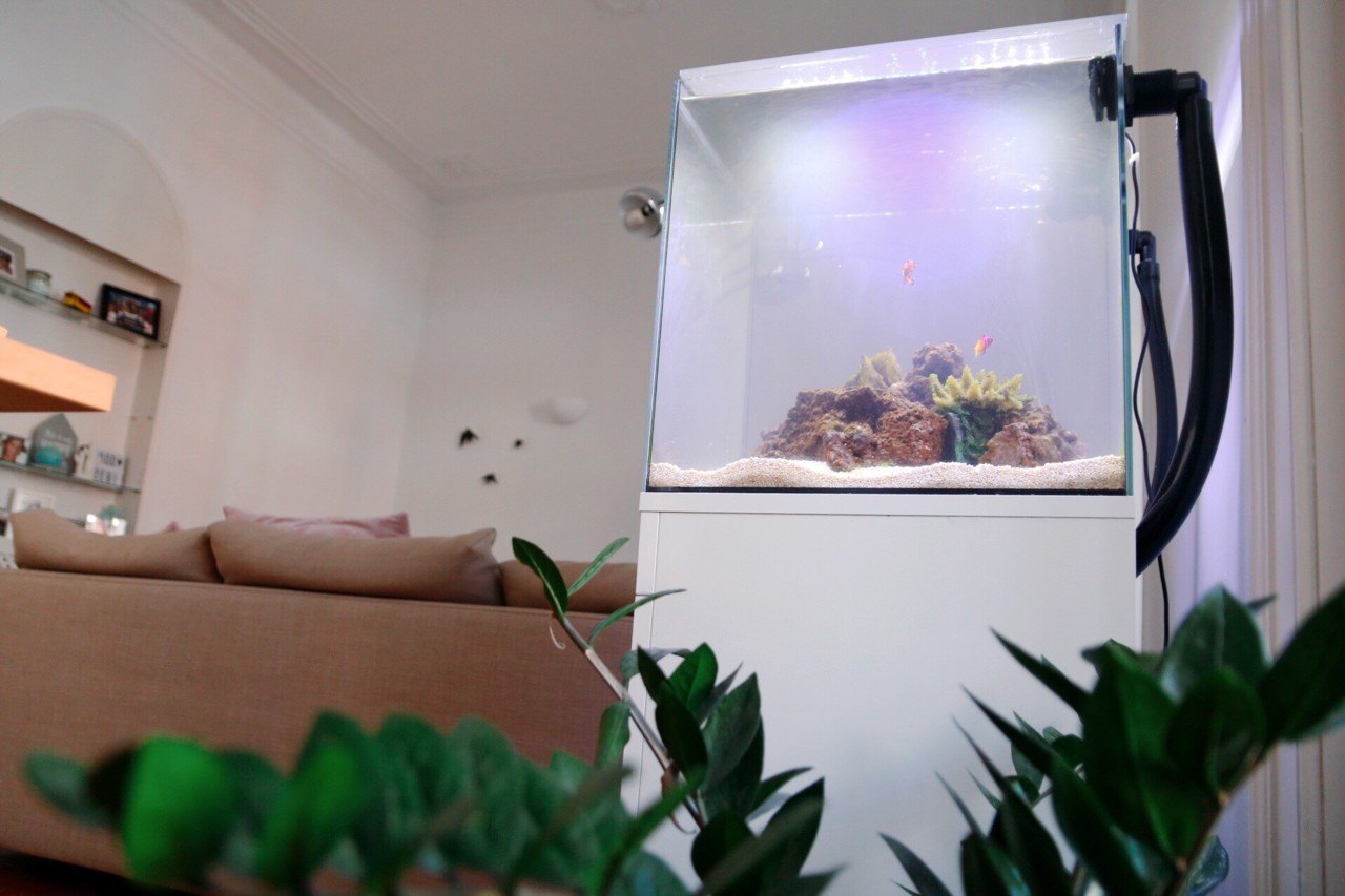 animal de estimação um peixe