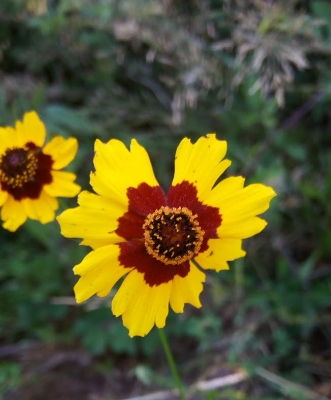 IMG_20190718_190103.jpg IMG_20190718_190103.jpg