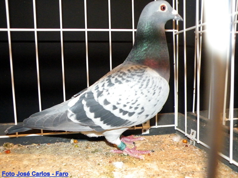 Feira Ibérica Beja 2018 042.JPG Feira Ibérica Beja 2018 042.JPG