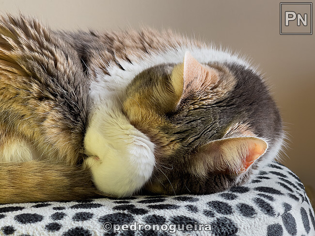 Fev_2024_013 650px.jpg