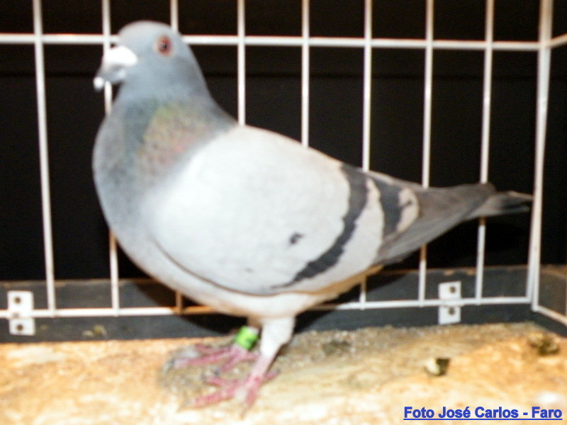 Feira Ibérica Beja 2018 011.JPG Feira Ibérica Beja 2018 011.JPG