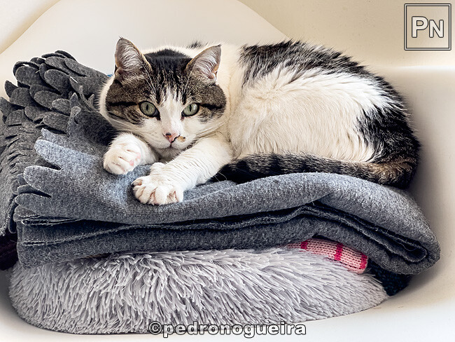 Mai_2025_043 650px.jpg