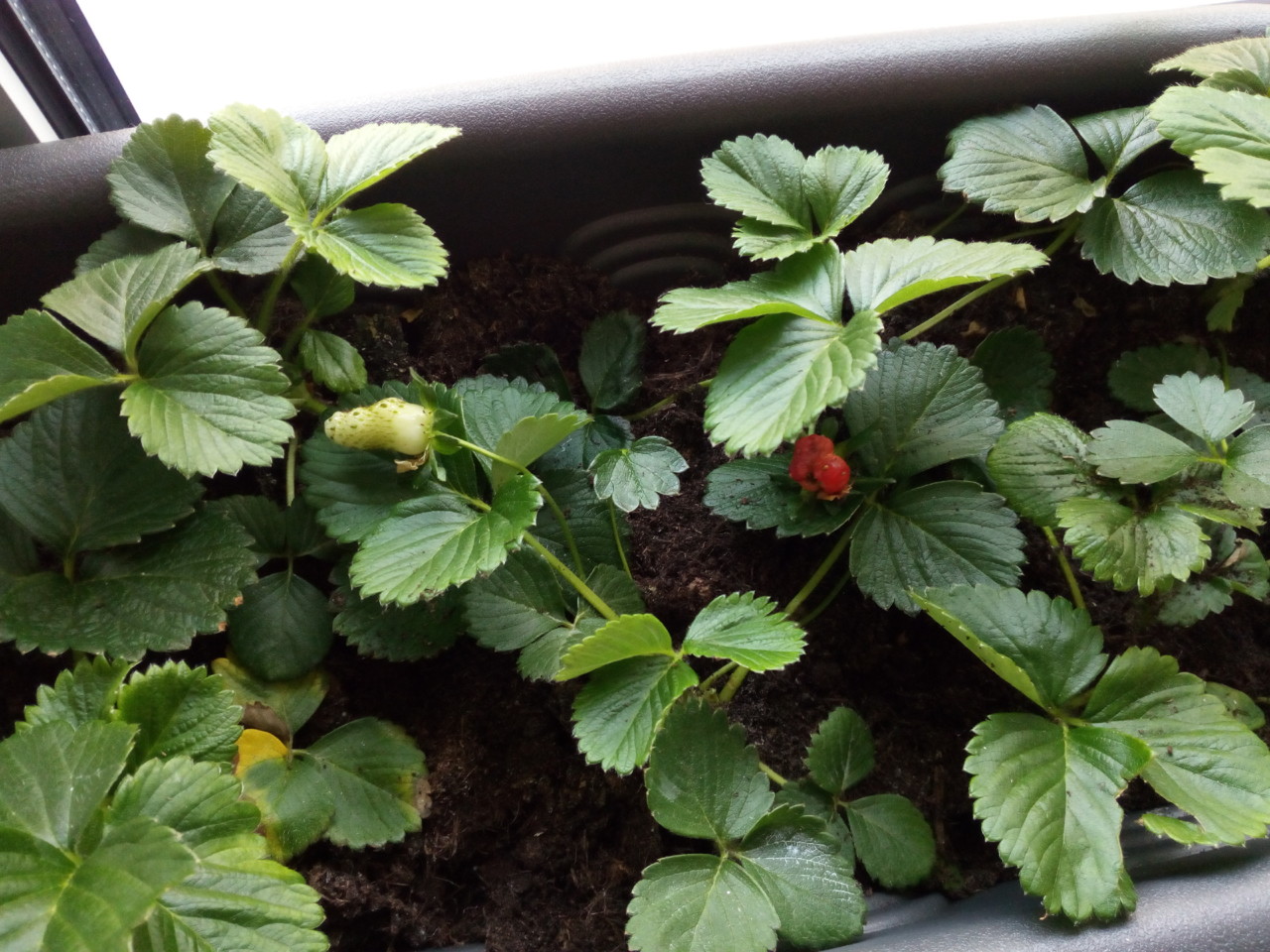 IMG_20180418_191918.jpg IMG_20180418_191918.jpg