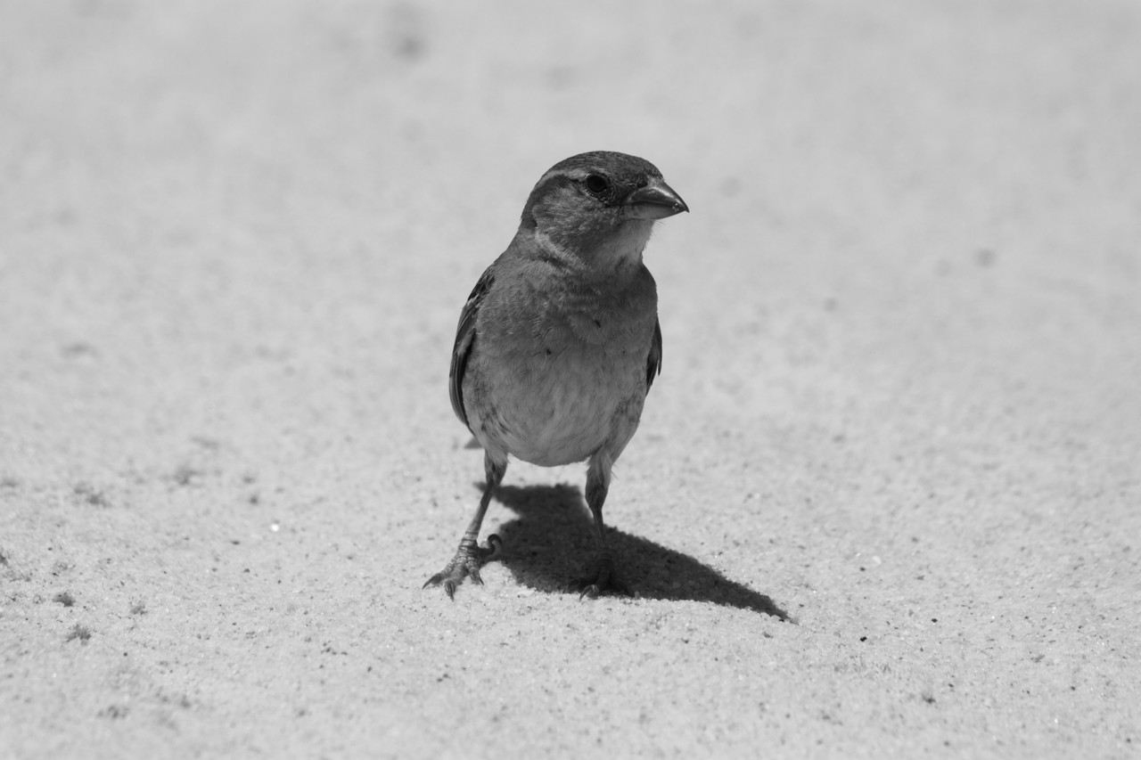 N.º 7300 — Praia do Barril © 2015