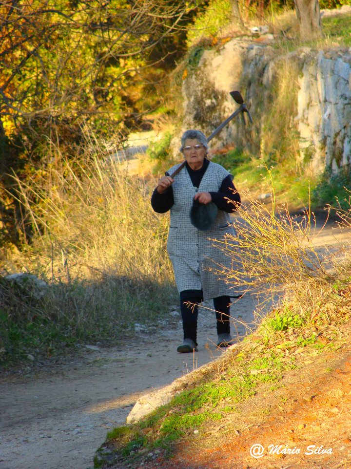 DSC07982ms Nov 11.JPG