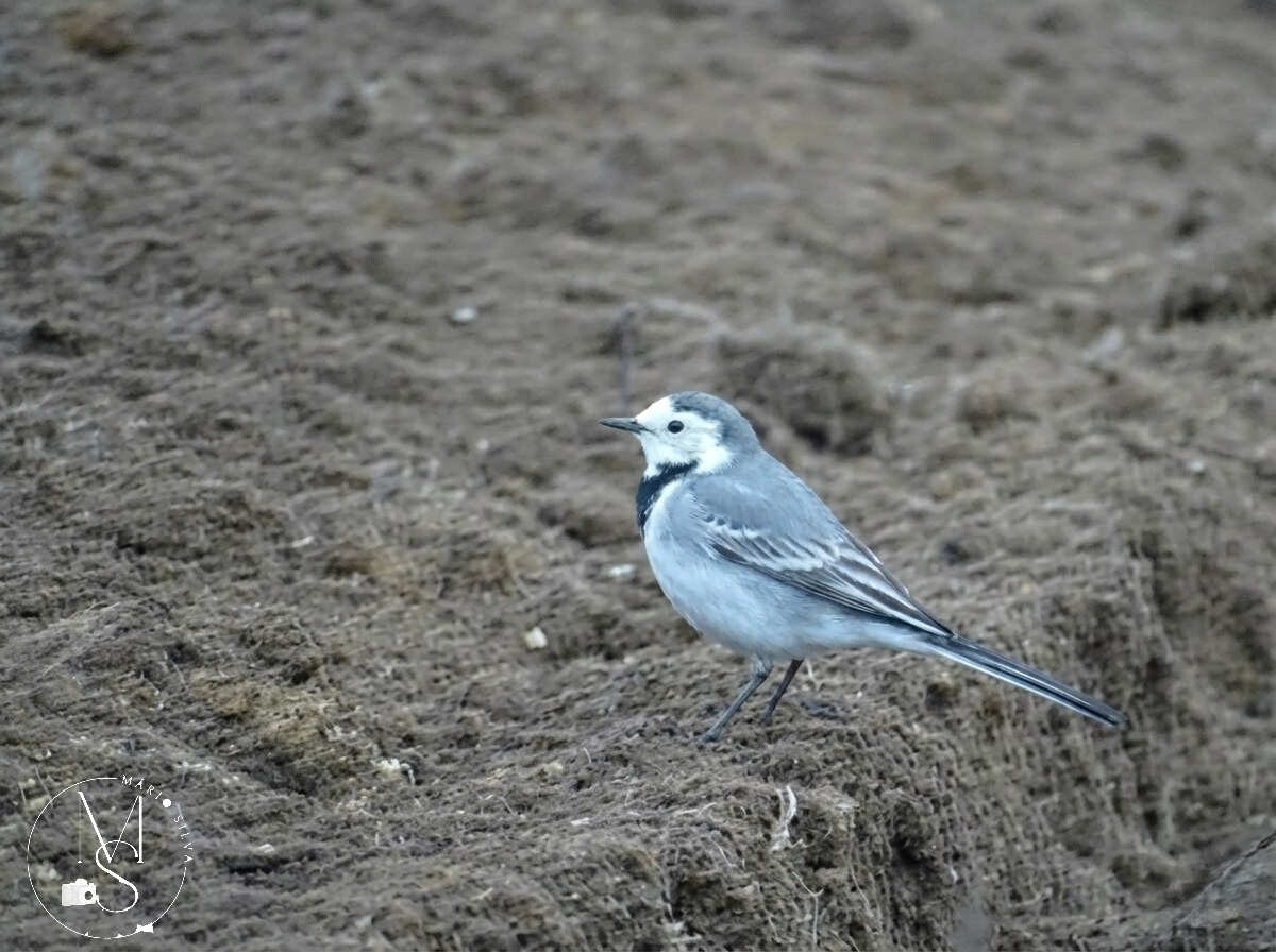 26Jan Alvéola-branca;_lavadeira_ lavandisca (Mota