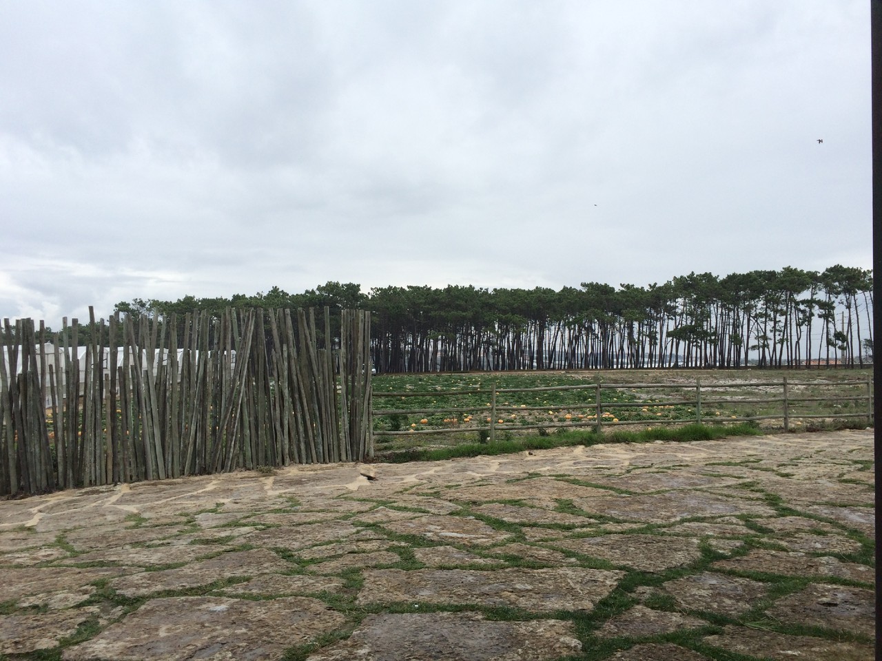 image.jpeg image.jpeg