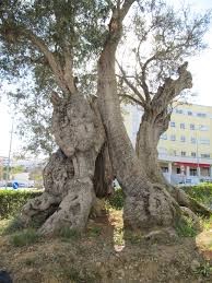 oliveira mais antiga.jpg