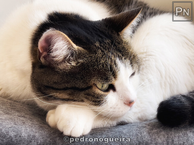 Jun_2025_027b 650px.jpg