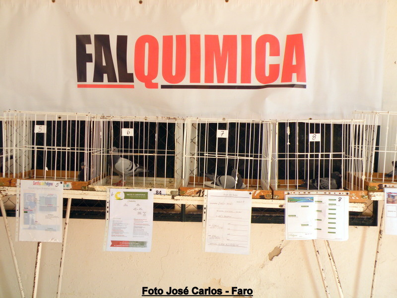 Leilão Asas Beja 2017 037.JPG