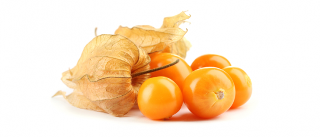 physalis.png