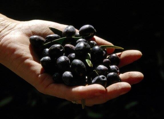 15203391_1176105935810637_2106127528604260728_n.jp