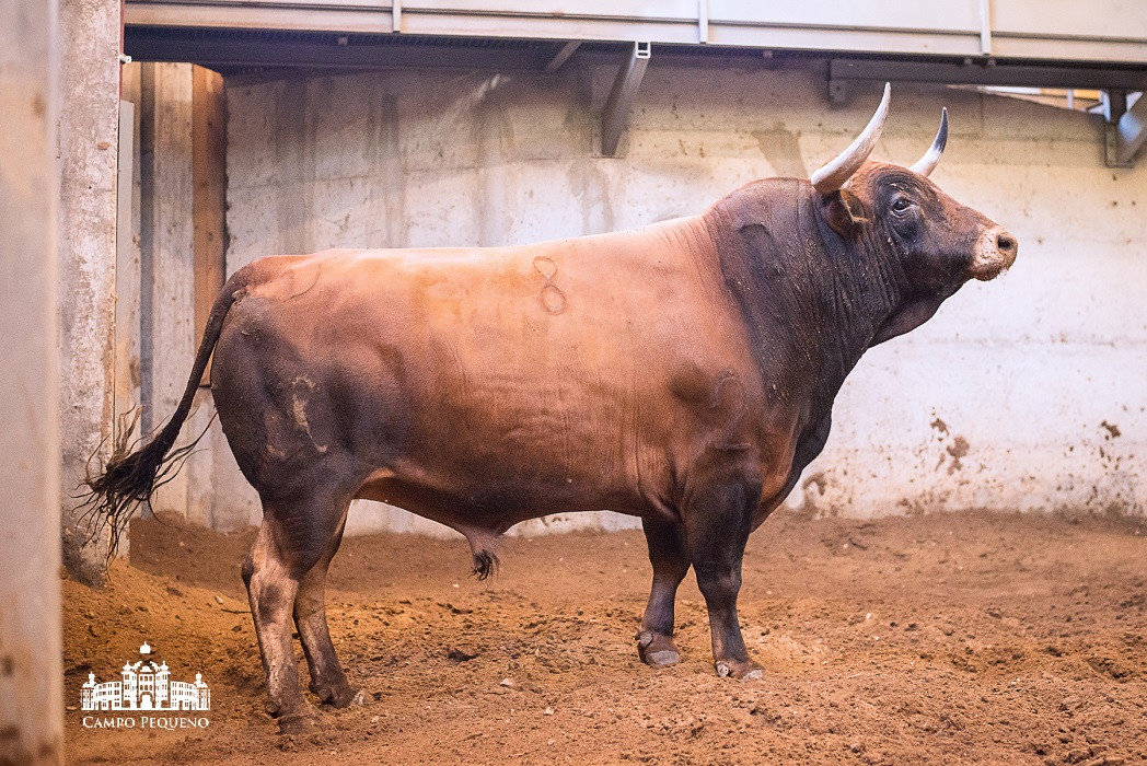 Nome_Perola -Pelagem_Castanho -Data Nascimento_Mar