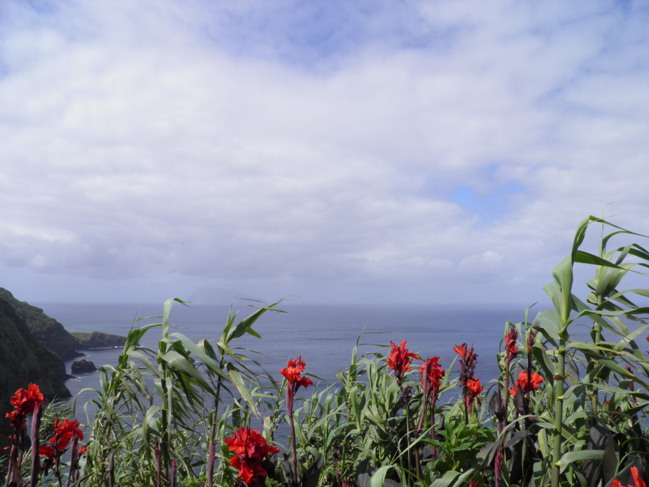 Caimbros, Flores (5).JPG