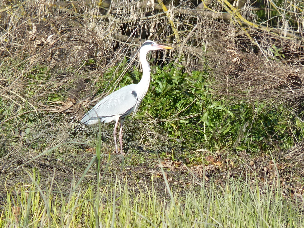 Passeio de barco (9).JPG