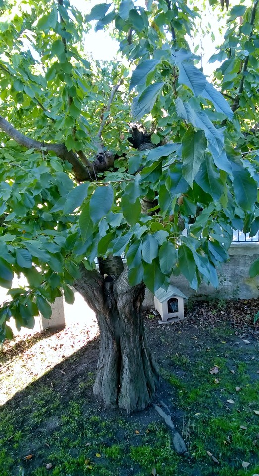 A Casa debaixo da Árvore.jpg