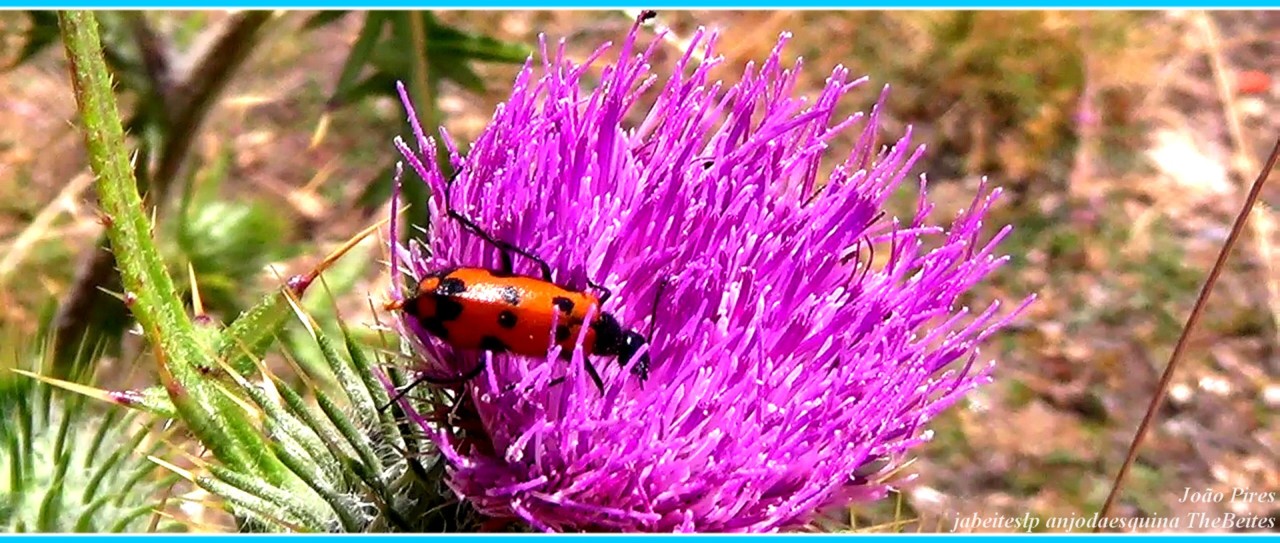 5c   Serra da Estrela a 26-7-2020.jpg
