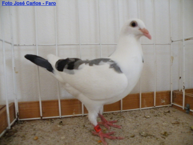 Almodôvar 2017 006.JPG