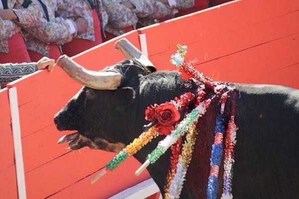 TOURO SOFRIDO.jpg