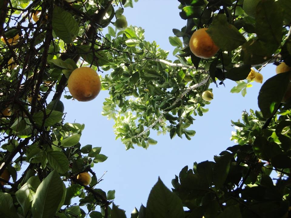 10. Amélia Ferreira.jpg