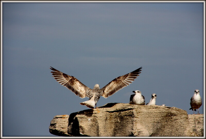 Cabo Carvoeiro 067.jpg