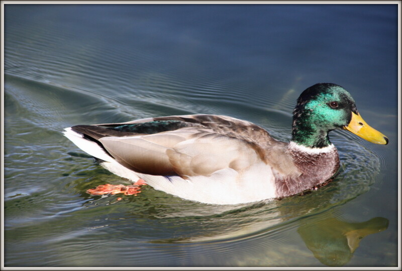 Manuela na Suiça 239.jpg