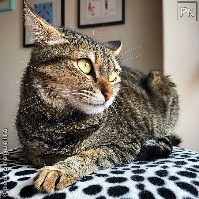 Dez_2018_027a Edited 650px.jpg