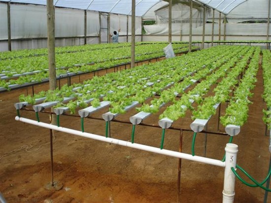 hidroponia em portugal