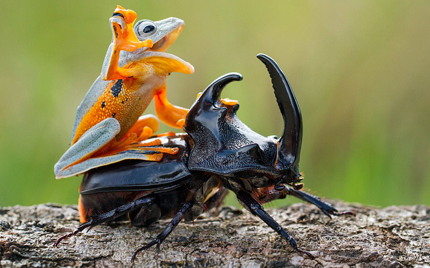 POTD-FROG-BEETLE_3198509k.jpg