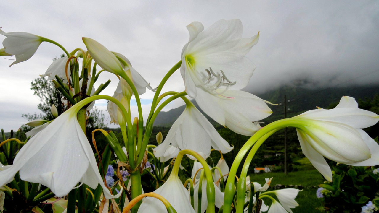 Flores AÇORES 40 (2021_12_14 23_02_40 UTC).jpg