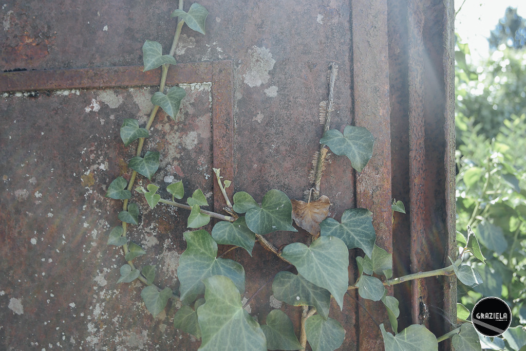 Luso_Bussaco-4011.jpg Luso_Bussaco-4011.jpg