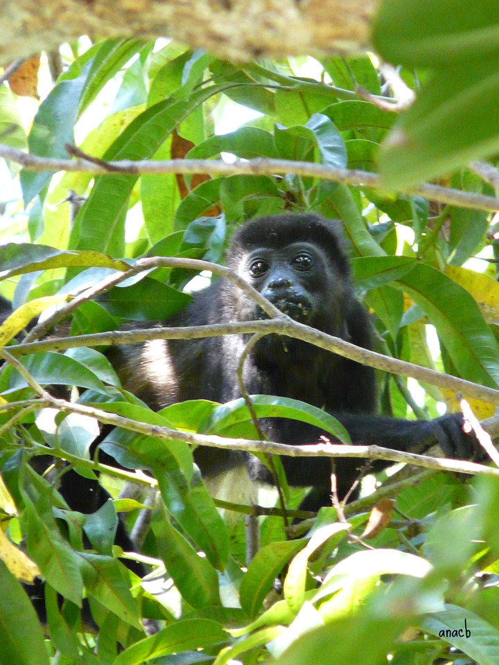 San Juanillo-Hotel El Sueño-macaco uivador (3).jp