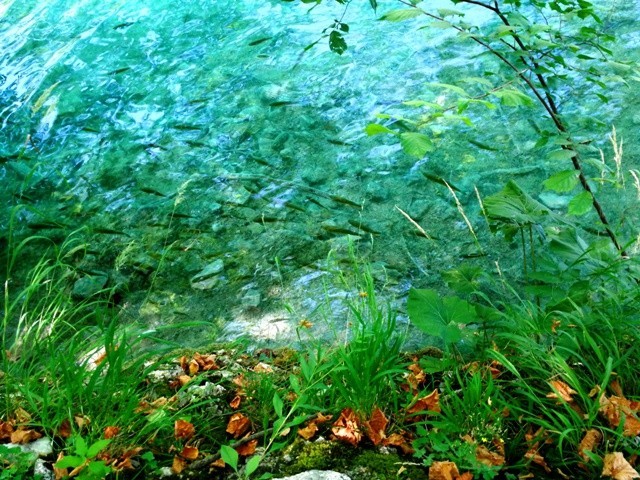 Plitvice18.jpg Plitvice18.jpg
