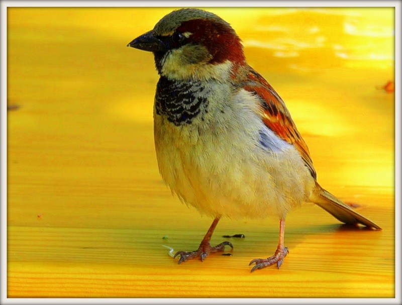 IMG_0093 passarinho.JPG