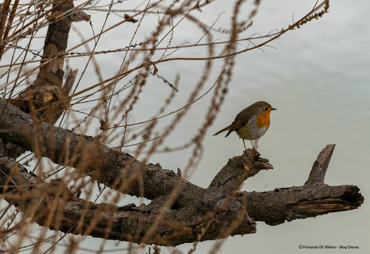 1600-aves-tamega-18 (41).jpg 1600-aves-tamega-18 (41).jpg