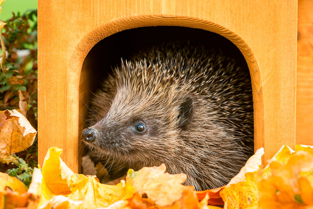 OURIÇO CACHEIRO - OUTUBRO.jpg