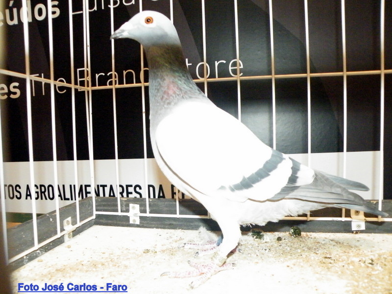 Feira Ibérica Beja 2018 049.JPG Feira Ibérica Beja 2018 049.JPG