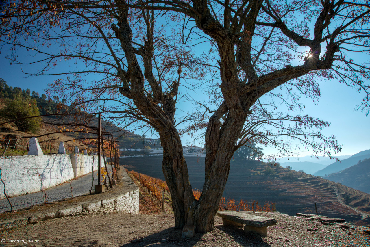 2017.- Pelo Douro no outono II (489).jpg 2017.- Pelo Douro no outono II (489).jpg