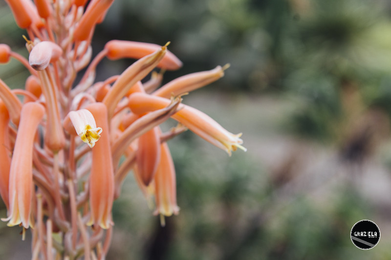 Tapada_da_Ajuda_Lisboa-001558.jpg Tapada_da_Ajuda_Lisboa-001558.jpg