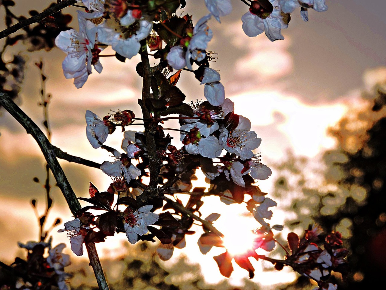 12440306_10201436145302106_7372944069938830043_o.j