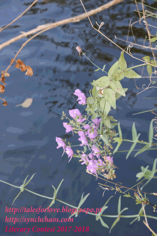 floreswater.gif floreswater.gif