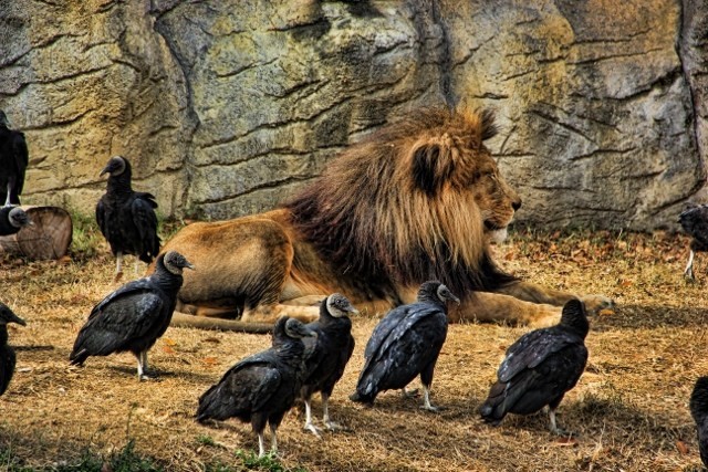 lion-king-of-the-vultures-spicify-640x427.jpg