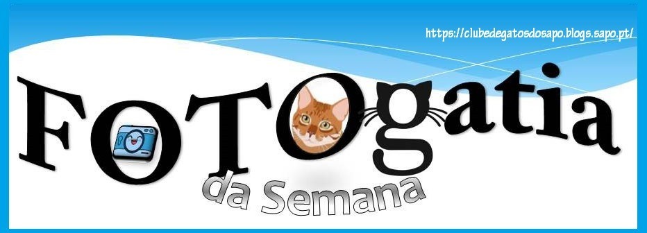 fotogatiadasemana.jpg