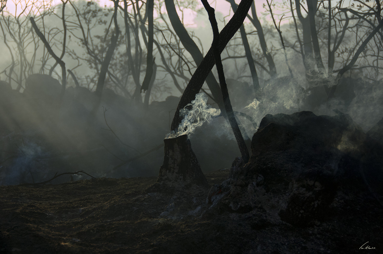 1600-incend-avelelas (302).jpg