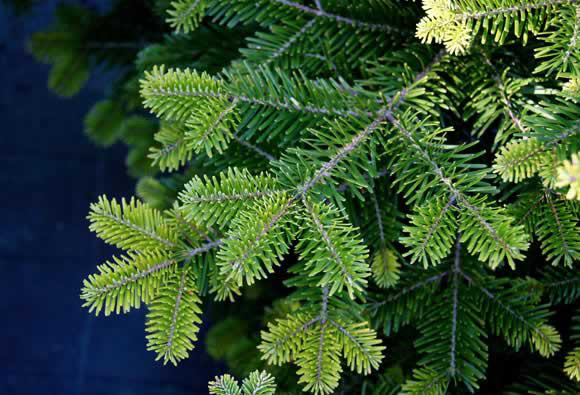 Reciclarpinheiro.jpg Reciclarpinheiro.jpg